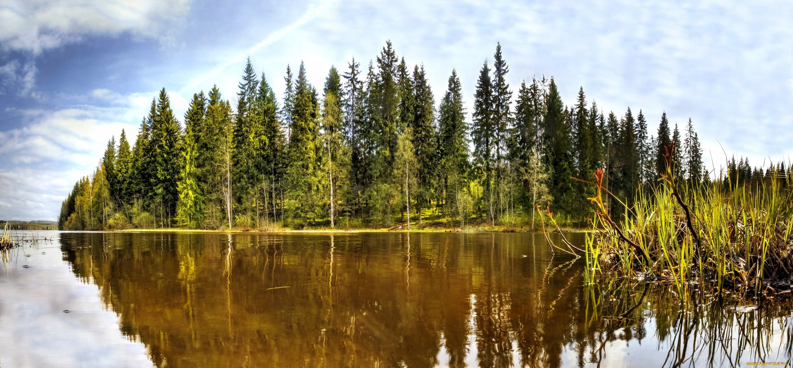 Forest island. Край леса. Лес на острове. Хвойные породы река берег. Лес вдалеке на острове.